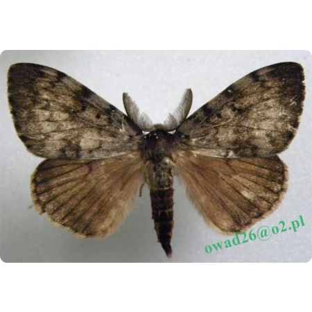 Lymantria dispar (Linnaeus, 1758) male Brudnica nieparka